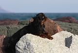 KING CHARLES SPANIEL 055